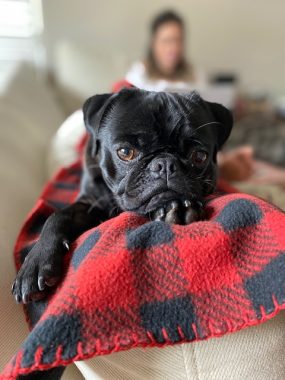 pets | Neuromyelitis News | A photo shows Jennifer's black pug lying on a red and black flannel blanket. The camera is focused on the dog, but we can see Jennifer sitting in the background.