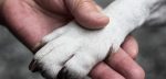 pets | Neuromyelitis News | A stock photo of a person's hand and a dog's paw, entwined like they're holding hands.