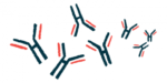 Illustration shows microscopic view of antibodies.