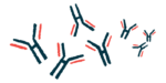 Illustration shows microscopic view of casein antibodies.