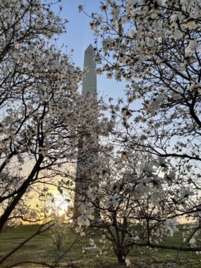 The Washington Monument is pictured with the sun setting just behind it. Cherry blossoms fill the foreground of the photo.